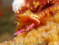  Christmas tree in a star coral at los arcos dive site in... by Victor J. Lasanta 